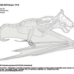 Murciélago rabudo