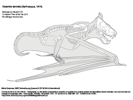 Molosse de Cestoni (5436 visites) Ducrotay de Blainville (Henri-Marie). - Ostéographie, ou, Description iconographique comparée du s... Molosse de Cestoni