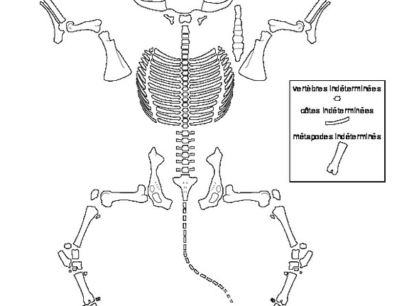 Bovinae (Bos taurus) (4695 visites) Dessin : Michel Coutureau (Inrap, 2013). Version révisée par Jérémie Chombart (Direction de l’... Bovinae (Bos taurus)