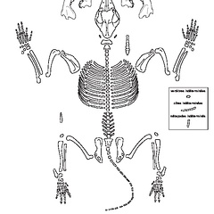 Canidae (Canis familiaris) (4738 visites) Dessin : Michel Coutureau (Inrap, 2013). Version révisée par Jérémie Chombart (Direction de l’... Canidae (Canis familiaris)