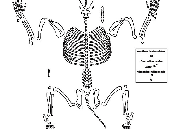 Canidae (Canis familiaris) (4739 visitas) Dessin : Michel Coutureau (Inrap, 2013). Version révisée par Jérémie Chombart (Direction de l’... Canidae (Canis familiaris)