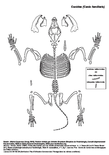 Canidae (Canis familiaris)