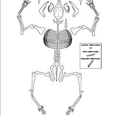 Cervidae (Capreolus capreolus)