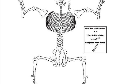 Cervidae (Capreolus capreolus)