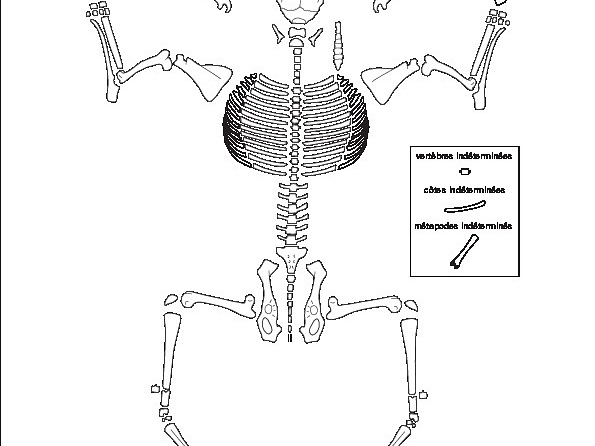 Cervidae (Capreolus capreolus) (4673 visites) Dessin : Michel Coutureau (Inrap, 2013). Version révisée par Jérémie Chombart (Direction de l’... Cervidae (Capreolus capreolus)