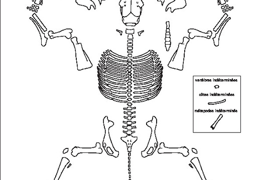 Cervidae (Cervus elaphus)