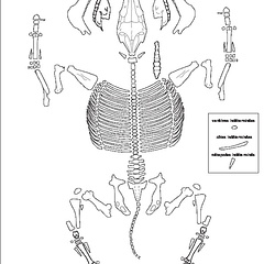 Equidae (Equus caballus) (4599 visites) Dessin : Michel Coutureau (Inrap, 2013). Version révisée par Jérémie Chombart (Direction de l’... Equidae (Equus caballus)