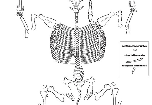 Equidae (Equus caballus)