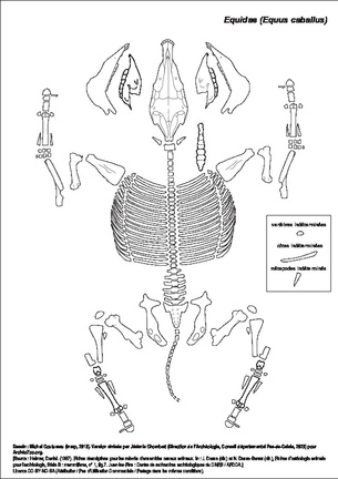 Equidae (Equus caballus)