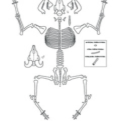 Caprinae (Ovis aries) (4427 visites) Dessin : Michel Coutureau (Inrap, 2013). Version révisée par Jérémie Chombart (Direction de l’... Caprinae (Ovis aries)