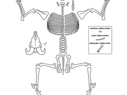 Caprinae (Ovis aries) (4429 visites) Dessin : Michel Coutureau (Inrap, 2013). Version révisée par Jérémie Chombart (Direction de l’... Caprinae (Ovis aries)