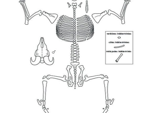 Caprinae (Ovis aries) (4422 visites) Dessin : Michel Coutureau (Inrap, 2013). Version révisée par Jérémie Chombart (Direction de l’... Caprinae (Ovis aries)