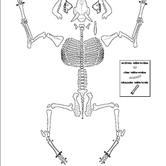 Caprinae (Capra hircus) (4529 visites) Dessin : Michel Coutureau (Inrap, 2013). Version révisée par Jérémie Chombart (Direction de l’... Caprinae (Capra hircus)