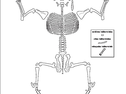 Caprinae (Capra hircus) (4533 visites) Dessin : Michel Coutureau (Inrap, 2013). Version révisée par Jérémie Chombart (Direction de l’... Caprinae (Capra hircus)