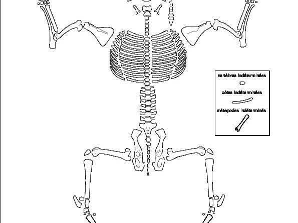Caprinae (Capra hircus) (4532 visitas) Dessin : Michel Coutureau (Inrap, 2013). Version révisée par Jérémie Chombart (Direction de l’... Caprinae (Capra hircus)