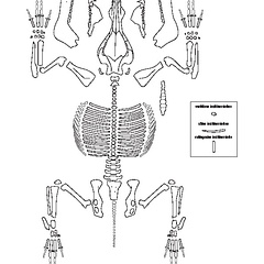 Suidae (Sus scrofa) (4722 visites) Dessin : Michel Coutureau (Inrap, 2013). Version révisée par Jérémie Chombart (Direction de l’... Suidae (Sus scrofa)