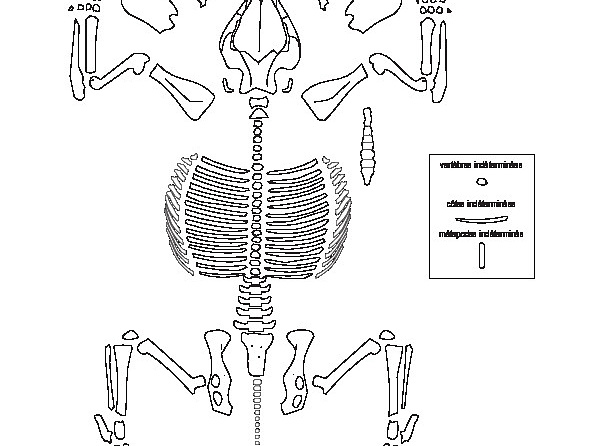 Suidae (Sus scrofa)