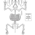 suidae_eclate.pdf