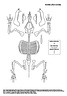 Suidae (Sus scrofa)