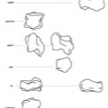 Bison_carpiens.pdf