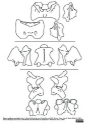 Vertèbres cervicales