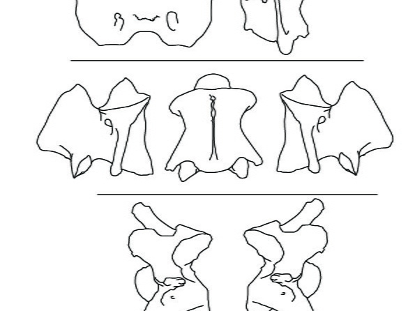 Vertèbres cervicales