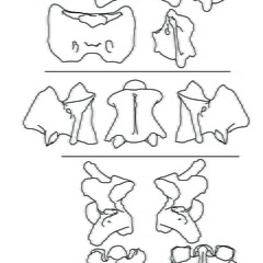 Vertèbres cervicales (2357 visites) Marie-Cécile Soulier, pour ArchéoZoo.org, 2024. Source : Pales, Léon & Garcia, Michel A. (1981). ... Vertèbres cervicales