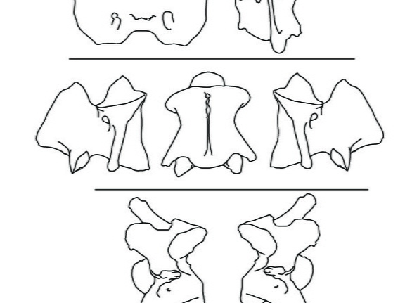 Vertèbres cervicales (2349 visites) Marie-Cécile Soulier, pour ArchéoZoo.org, 2024. Source : Pales, Léon & Garcia, Michel A. (1981). ... Vertèbres cervicales
