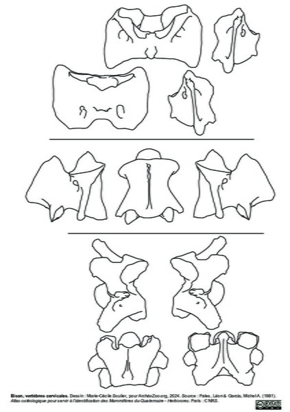 Vertèbres cervicales