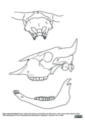 Crâne et mandibule
