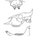 Crâne et mandibule (2888 visites) Marie-Cécile Soulier, pour ArchéoZoo.org, 2024. Source : Pales, Léon & Garcia, Michel A. (1981). ... Crâne et mandibule