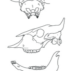 Crâne et mandibule (2876 visites) Marie-Cécile Soulier, pour ArchéoZoo.org, 2024. Source : Pales, Léon & Garcia, Michel A. (1981). ... Crâne et mandibule