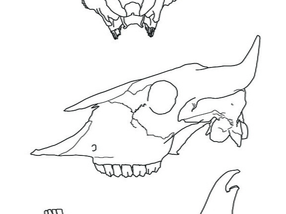 Crâne et mandibule (2873 visites) Marie-Cécile Soulier, pour ArchéoZoo.org, 2024. Source : Pales, Léon & Garcia, Michel A. (1981). ... Crâne et mandibule