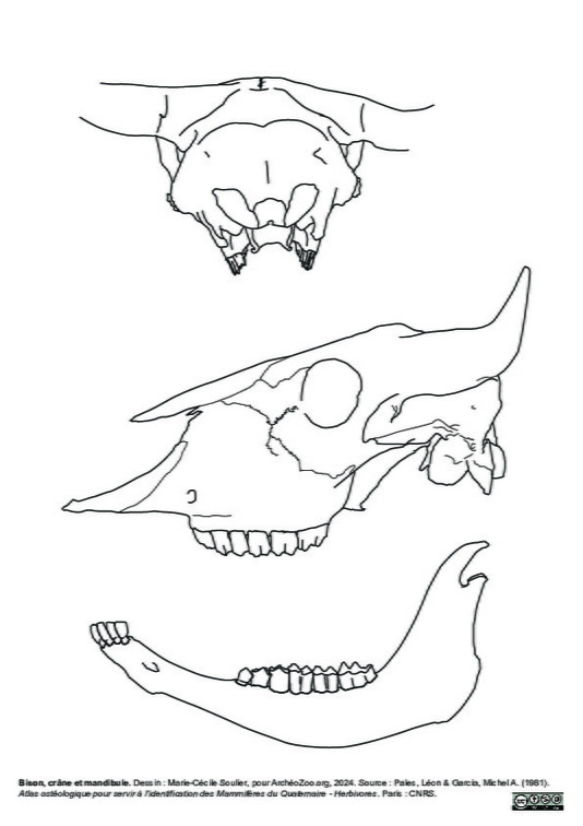 Crâne et mandibule