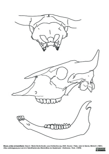 Crâne et mandibule