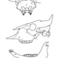 Bison_crane_mandibule.pdf