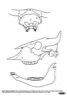Crâne et mandibule