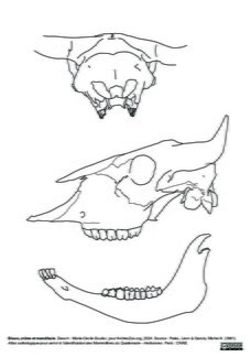 Skull and mandible