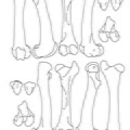 Femur et patella (2362 visites) Marie-Cécile Soulier, pour ArchéoZoo.org, 2024. Source : Pales, Léon & Lambert, Charles (1971). A... Femur et patella
