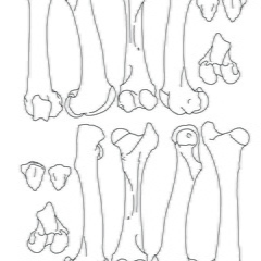 Femur et patella (2353 visites) Marie-Cécile Soulier, pour ArchéoZoo.org, 2024. Source : Pales, Léon & Lambert, Charles (1971). A... Femur et patella