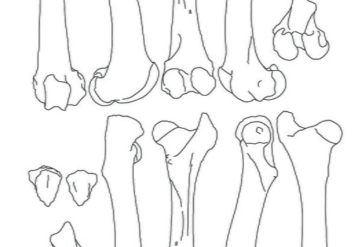 Femur et patella