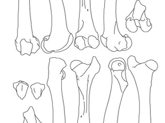 Femur et patella (2353 visites) Marie-Cécile Soulier, pour ArchéoZoo.org, 2024. Source : Pales, Léon & Lambert, Charles (1971). A... Femur et patella