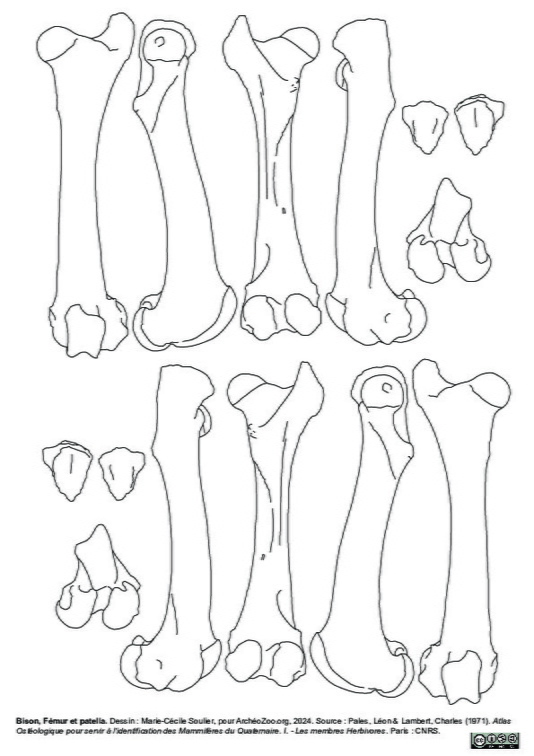 Femur et patella