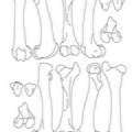 Bison_femur_patella.pdf