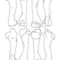 Bison_humerus.pdf
