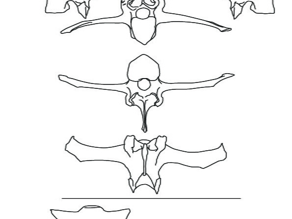 Vertèbres lombaires et sacrum (2347 visites) Marie-Cécile Soulier, pour ArchéoZoo.org, 2024. Source : Pales, Léon & Garcia, Michel A. (1981). ... Vertèbres lombaires et sacrum