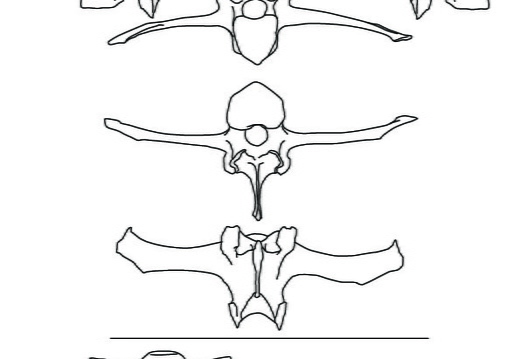Vértebras lumbares y sacro (2342 visitas) Marie-Cécile Soulier, pour ArchéoZoo.org, 2024. Source : Pales, Léon & Garcia, Michel A. (1981). ... Vértebras lumbares y sacro