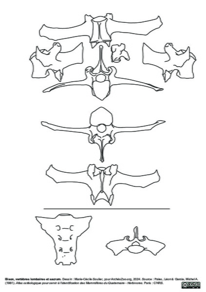 Vertèbres lombaires et sacrum