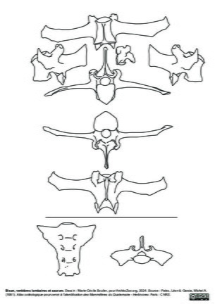 Vertèbres lombaires et sacrum