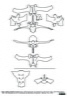 Vertèbres lombaires et sacrum